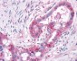 XPR1 Antibody (C-Terminus)
